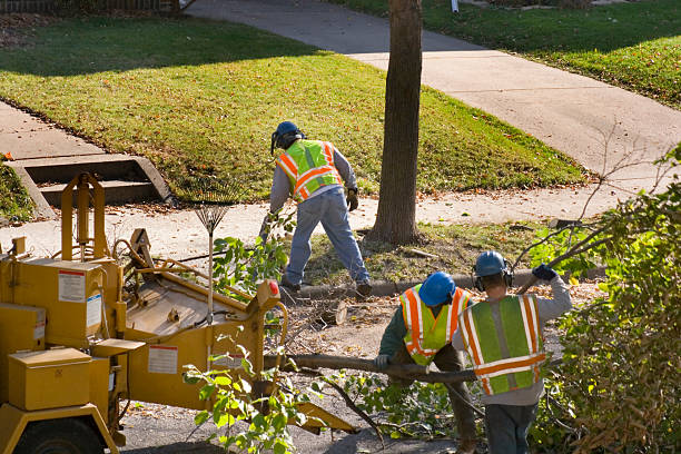 Reliable Coats Bend, AL Tree Service Solutions